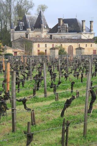 Les vignes au printemps