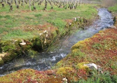 Gros plan sur un ruisseau parcourant le vignoble en Bourgogne