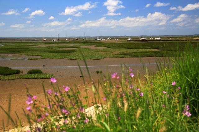 Côté sauvage au Bassin d'Arcachon