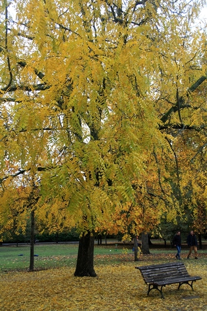 Automne, parc Bordelais