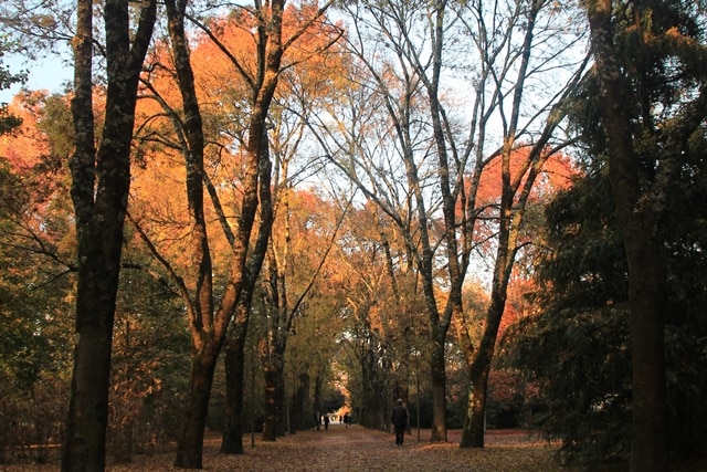 Allée, parc Bordelais