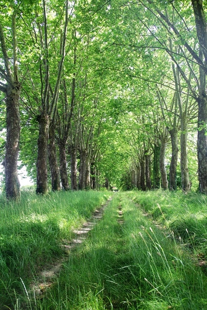 Blanquefort rando parcs et châteaux ©David Da Silva (4)