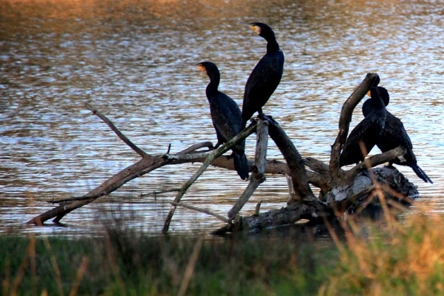 Bordeaux lac et la réserve des Barails : couloir de migration