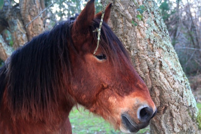 Balade vignoble Pessac Léognan